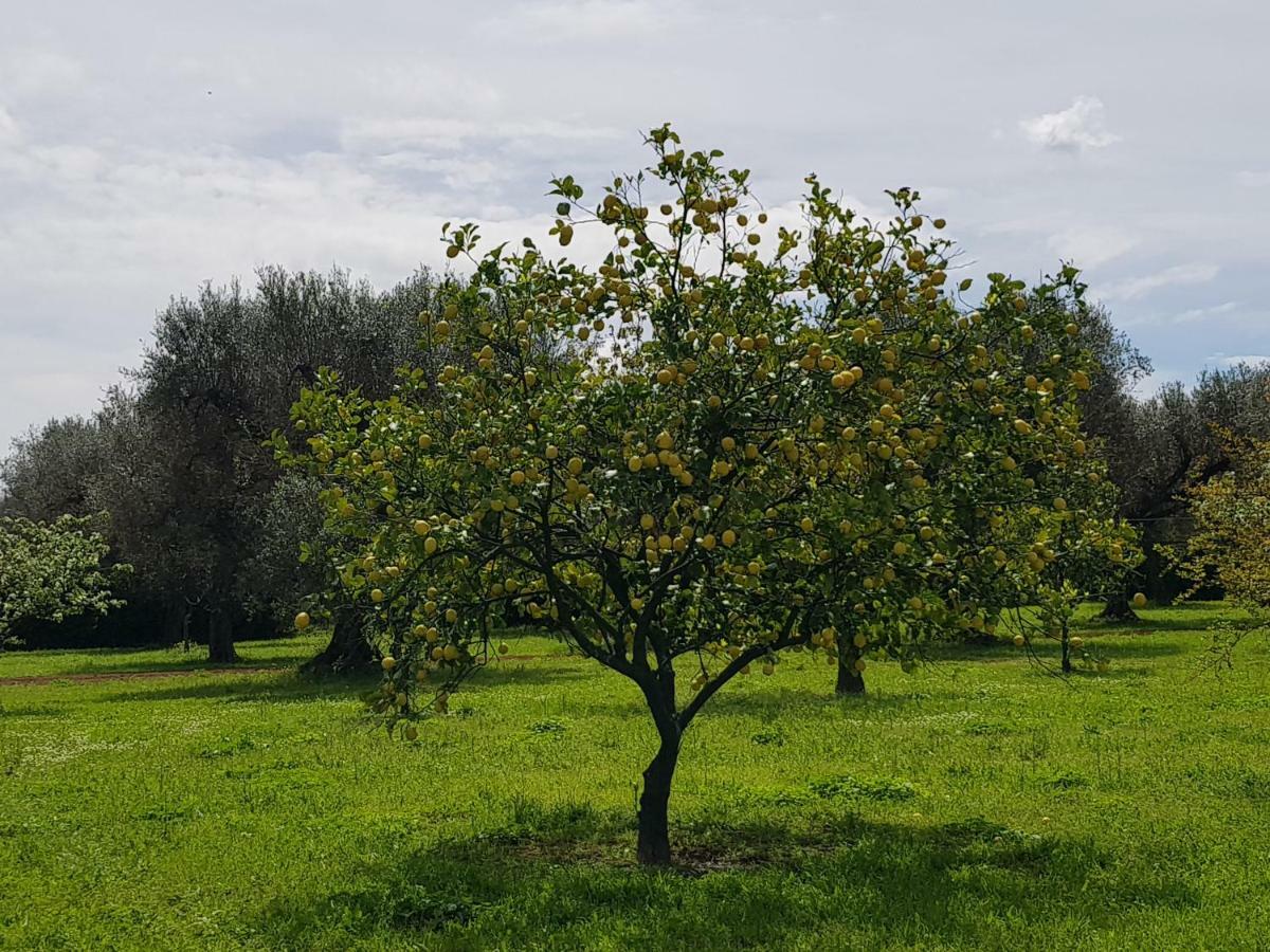 Masseria Pisciani Torchiarolo Kültér fotó